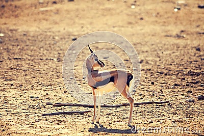 Young antelope Stock Photo