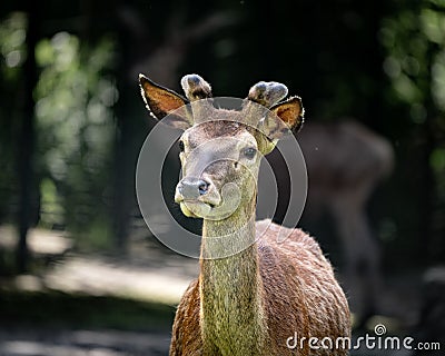 Young antelope stands in a sun-dappled meadow surrounded by trees Stock Photo