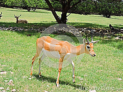 Young Antelope Stock Photo