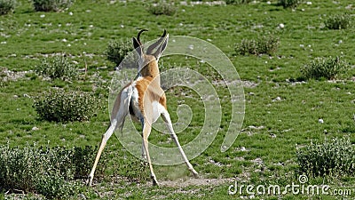 Young antelope Stock Photo