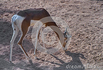 Young Antelope Stock Photo