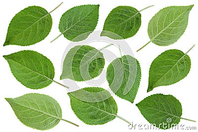 Young apple leaf collection Stock Photo