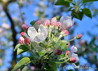 Young apple-tree flowers in the spring garden Stock Photo