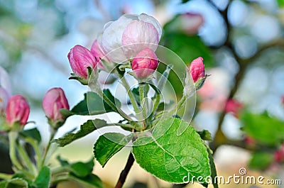 Young apple-tree flowers in the spring garden Stock Photo