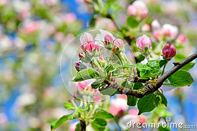 Young apple-tree flowers in the spring garden Stock Photo