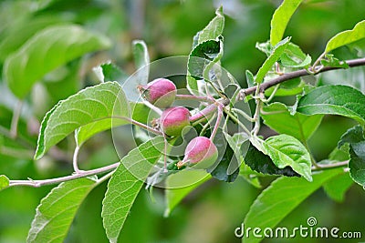 Young apples growing on a tree Stock Photo