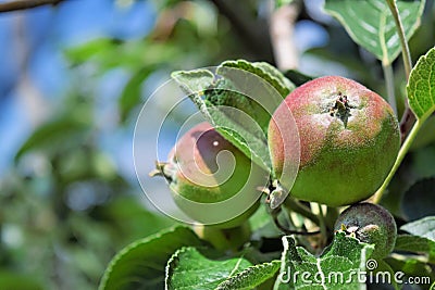 Young apples in an orchard during spring Stock Photo
