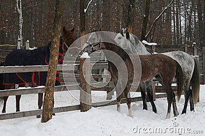 young Arabian colt and adult arabian gelding ran to get acquainted with the mare Stock Photo