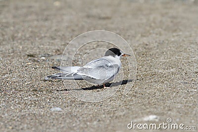 Young arctic tern on gravel near Arviat, Nunavut Stock Photo