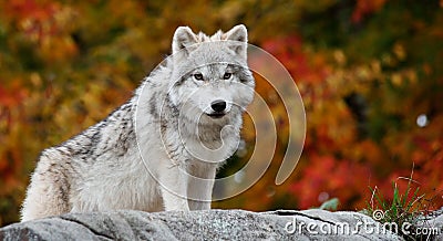 Young Arctic Wolf Looking at the Camera Stock Photo