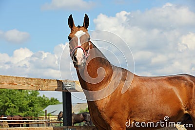 Young aristocratic bay stallion of Akhal Teke horse breed from Turkmenistan, standing in a paddock Stock Photo