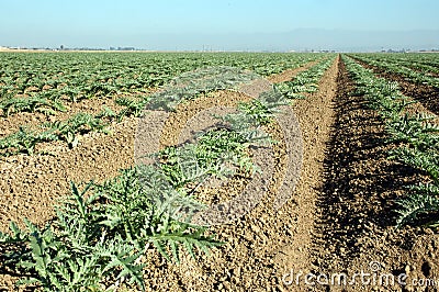 Young artichoke plants 1 Stock Photo