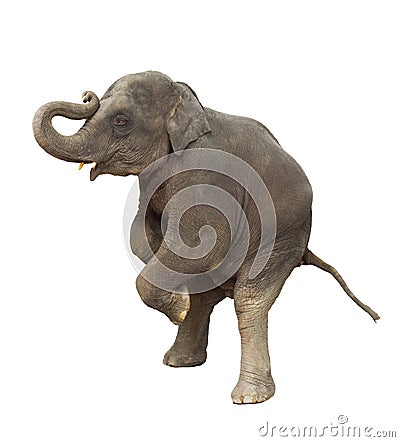 young asia elephant kid playing lifting front legs to show isolated white background Stock Photo