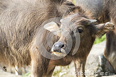 Young asian buffalo Stock Photo