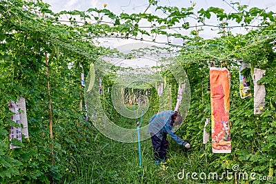 Young asian farmer harvesting Bitter gourd in plantation Editorial Stock Photo