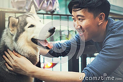 Young Asian male dog owner playing and touching the happy Husky Siberian dog pet with love and care. Stock Photo