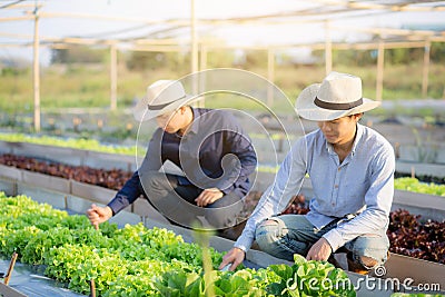 Young asian man farmer shovel dig fresh organic vegetable garden in the farm, produce and cultivation green oak lettuce Stock Photo