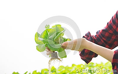 Young asian woman worker checking quality of vegetables hydroponic. Hydroponics farm Organic fresh harvested vegetables concept Stock Photo