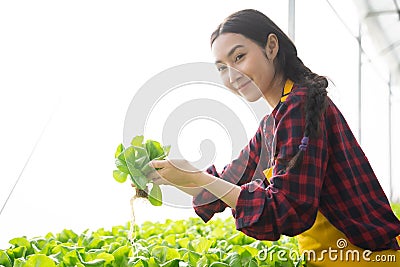 Young asian woman worker checking quality of vegetables hydroponic. Stock Photo