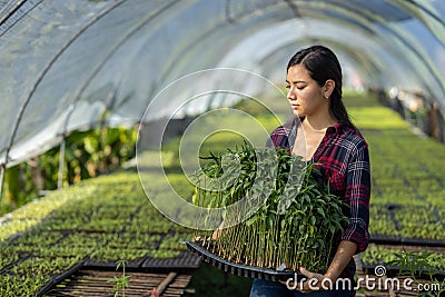 Young asian women smart farmer management agriculture vegetable with smart technology, Asian woman working organic vegetable Stock Photo