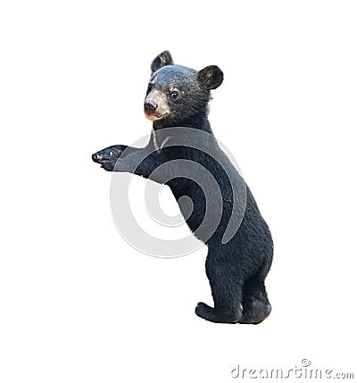 Young asiatic black bear isolated Stock Photo