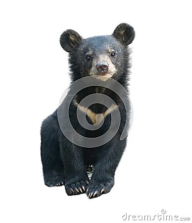 Young asiatic black bear isolated Stock Photo