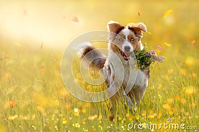 Young Australian Shepherd carries bouquet in mouth Stock Photo