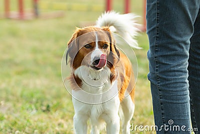 A young australian shepherd dog licking with his tongue over his nose at the dog school area Stock Photo