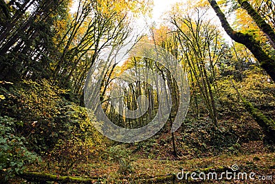 Young autumn forest with tall trees with yellow leaves Stock Photo