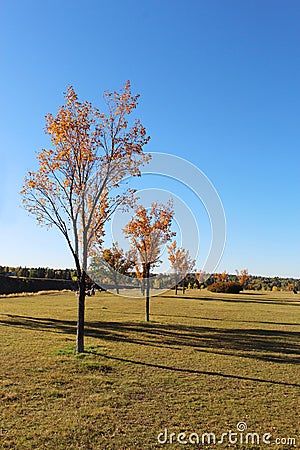 Autumn trees on a yellow field in the Riverdale Park, Calgary, Alberta, Canada Stock Photo