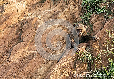 Young baboon monkey animal climbing and clinging onto rocks by the Nile River in Ethiopia Africa. Stock Photo