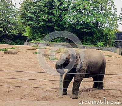 A young elephant baby is tasting the fence Stock Photo