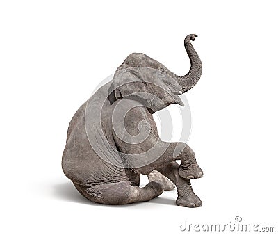 young baby elephant sit down to show isolated on white background Stock Photo