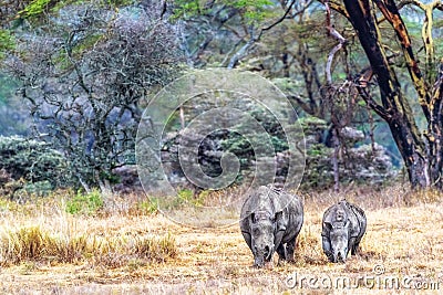 White Rhino Calf and Parent in Lake Nakuru Stock Photo