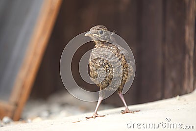 Young blackbird take a look Stock Photo