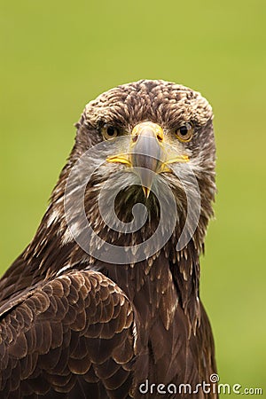 Young bald eagle looking at you Stock Photo