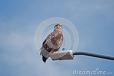 Young Bald Eagle Sand Point Alaska Stock Photo