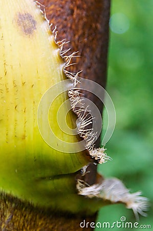 Young bamboo abstract Stock Photo