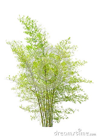 Young bamboo tree Stock Photo