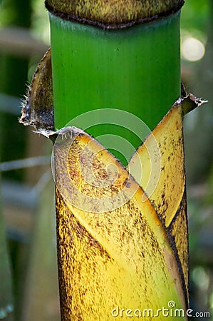 Young bamboo wrapping Stock Photo