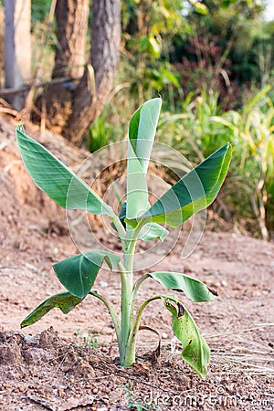 Young banana tree Stock Photo