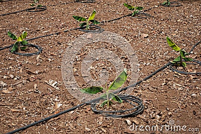 Young banana tree and irrigation system tubes - Stock Photo