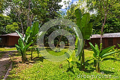 Berg En Dal, Suriname - August 2019: Young Banana Trees In Rural Environment Editorial Stock Photo