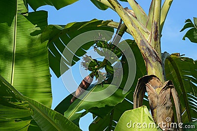 Young bananas still on the tree with red banana hearts Stock Photo