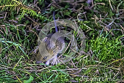 Young bank vole hidden in the grass Stock Photo