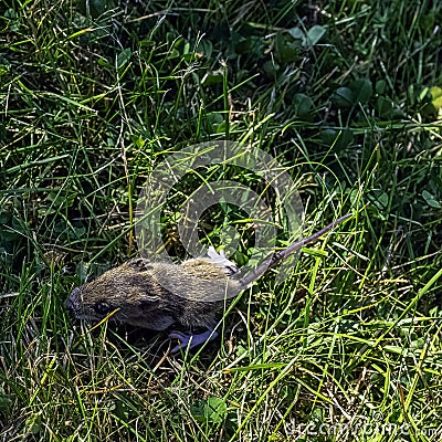 Young bank vole hidden in the grass Stock Photo