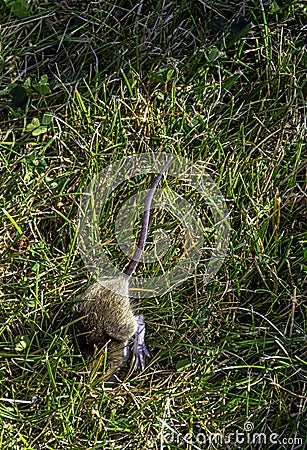 Young bank vole hidden in the grass Stock Photo