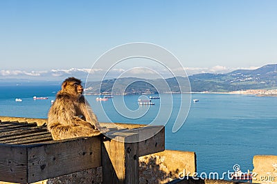 Young Barbery Ape sitting on a wooden construction on the Rock of Gibraltar against a vivid scenic seascape Stock Photo