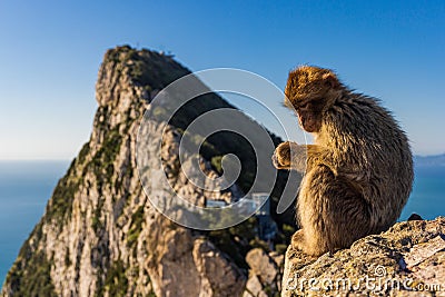 Young Barbery Ape sitting on a rock with the Rock of Gibraltar against the seascape Stock Photo