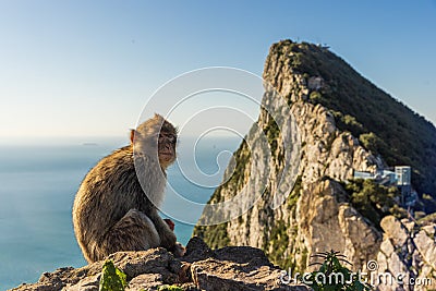 Young Barbery Ape sitting on a rock with the Rock of Gibraltar against the seascape Stock Photo